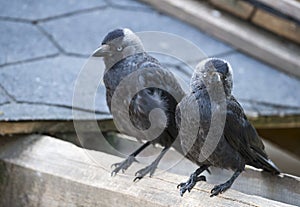 Jackdaws