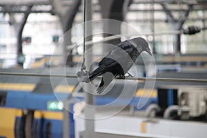 Jackdew on the electriciy wires in trainstation Rotterdam Central in the Netherlands, waiting for food on the platform