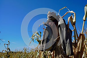 jacket on a scarecrow in a cornfield, blue sky above