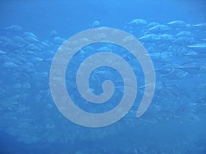 Jackfish aka Trevallies