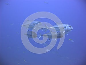 Jackfish Blue photo