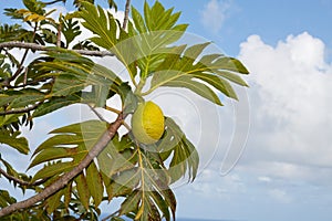 Jackfruit