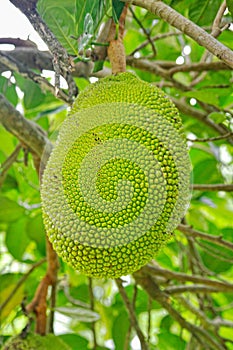 Jackfruit