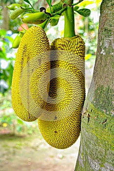 Jackfruit