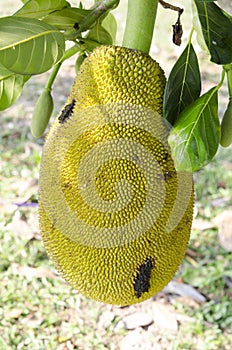 Jackfruit.