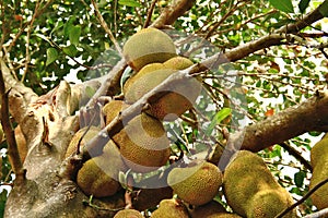 Jackfruit