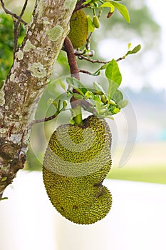 Jackfruit