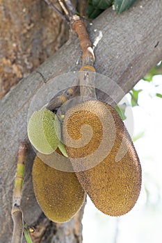 jackfruit