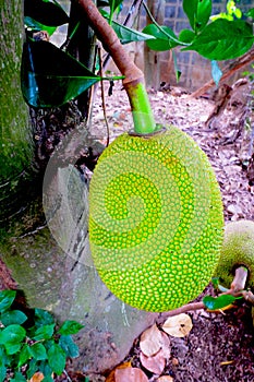 jackfruit (Artocarpus heterophyllus )