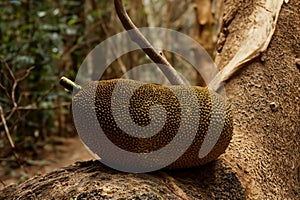 The jackfruit (Artocarpus heterophyllus)