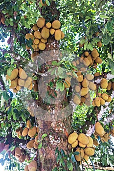 Jackfruit or Artocarpus heterophyllus is a fruit tree from the family of mulberry, view to the breadfruit tree