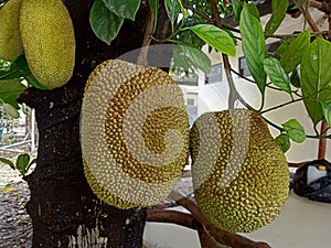 Jackfruit (Artocarpus heterophyllus) hanging on tree branch