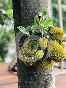 Jackfruit or Artocarpus heterophyllus or Jack tree produce the fruit.