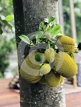 Jackfruit or Artocarpus heterophyllus or Jack tree produce the fruit.