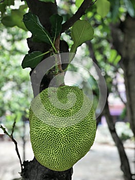 Jackfruit or Artocarpus heterophyllus or Jakfruit or Jack tree produce the fruit.