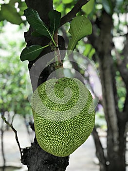 Jackfruit or Artocarpus heterophyllus or Jakfruit or Jack tree produce the fruit.