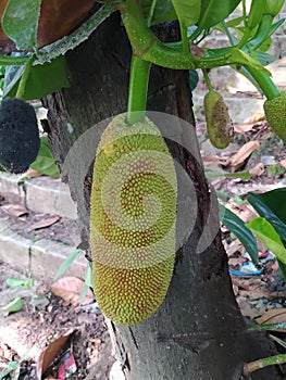 Jackfruit (Artocarpus heterophyllus) is the name of a type of tree, as well as its fruit.