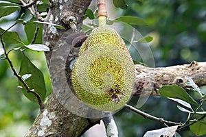 Jackfruit, Artocarpus heterophyllus, on the tree