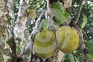 Jackfruit as know as jaca hanging from a jackfruit tree. Famous fruit from Brazil. Species Artocarpus heterophyllus