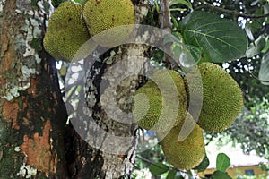 Jackfruit as know as jaca hanging from a jackfruit tree. Famous fruit from Brazil. Species Artocarpus heterophyllus