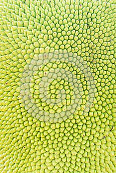 Jackfruit background or texture