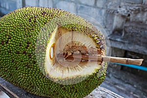 Jackfruit bamboo skewer to accelerate ripening on the plain bac