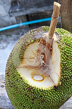 Jackfruit bamboo skewer to accelerate ripening on the plain bac