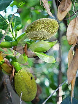 Jackfruit Blossom on tree plant with natural green background