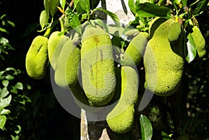 Jackfruit cultivation