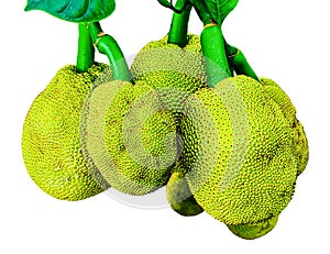 A jackfruit fruit on a branch with leaves, hanging jackfruit green pears on a white background, a group of three jack fruits,