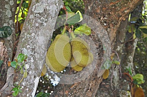 Jackfruit fruit photo