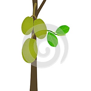 Jackfruit fruit on a stem with leaves on a white background.