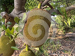 Jackfruit fruit Stuck on the jackfruit tree is a natural image If it is fully cooked, it will smell good and can be eaten. The