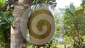 Jackfruit fruit Stuck on the jackfruit tree is a natural image If it is fully cooked, it will smell good and can be eaten. The