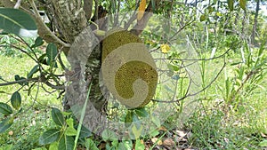 Jackfruit fruit Stuck on the jackfruit tree is a natural image If it is fully cooked, it will smell good and can be eaten. The