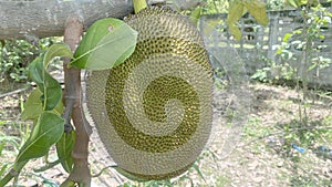 Jackfruit fruit Stuck on the jackfruit tree is a natural image If it is fully cooked, it will smell good and can be eaten. The