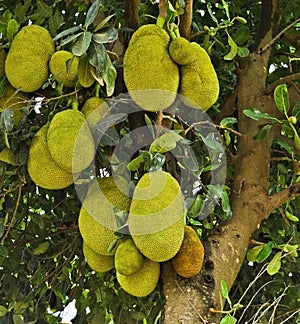 Jackfruit full of backyard fruits in Jardim das Oliveiras, rural area of â€‹â€‹Esmeraldas.