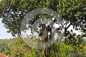 Jackfruit in the garden