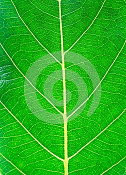 Jackfruit green leaves background.leaf texture