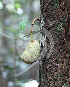 Jackfruit Growing on a Forest Tree