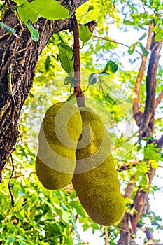 Jackfruit growing on jack tree in Rio de Janeiro Brazil photo
