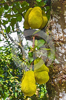 Jackfruit growing on jack tree in Rio de Janeiro Brazil photo
