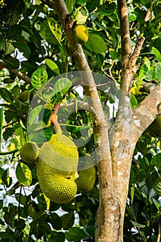 Jackfruit growing on tree in Mekong Delta