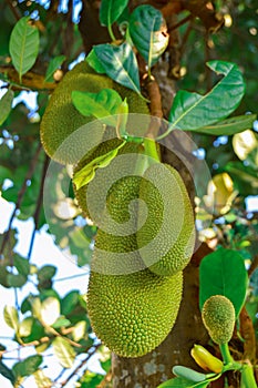 Jackfruit grows thick on tree branches