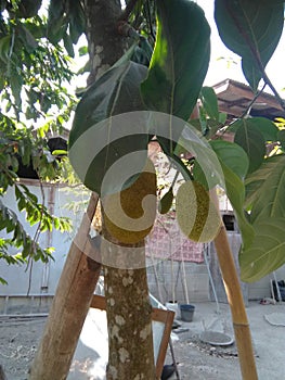 Jackfruit