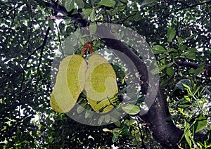 Jackfruit Hanging on Tree