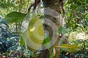 Jackfruit hanging on tree, jack fruit on tree -