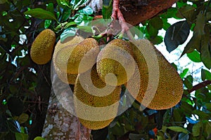 Jackfruit Hanging on Tree. Surat Thani, Thailand