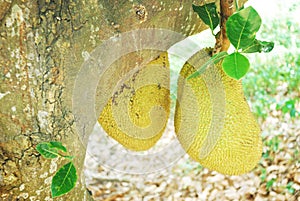 Jackfruit hanging on tree, fruit