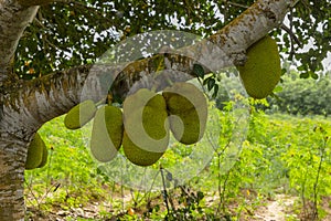 Jackfruit Hanging on Tree, Zanzibar